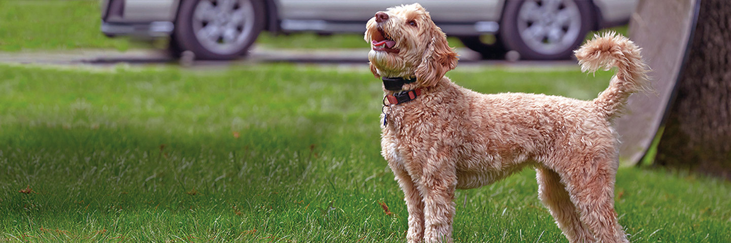 DogWatch of Winchester, Winchester, Virginia | BarkCollar BT-7 No-Bark Trainer Slider Image