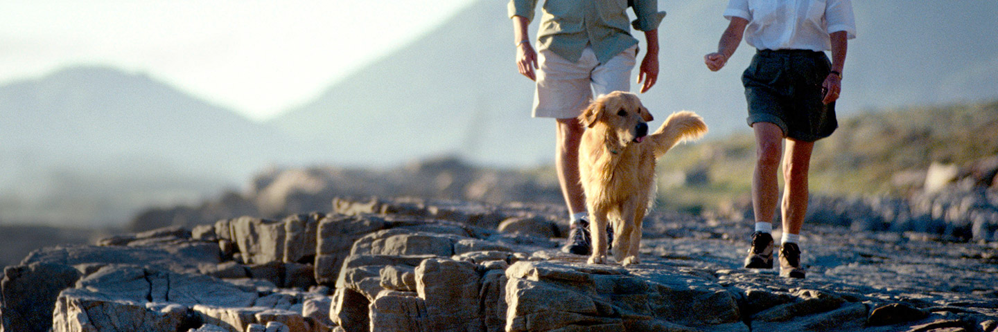 DogWatch of Winchester, Winchester, Virginia | Remote Dog Training Collars Slider Image