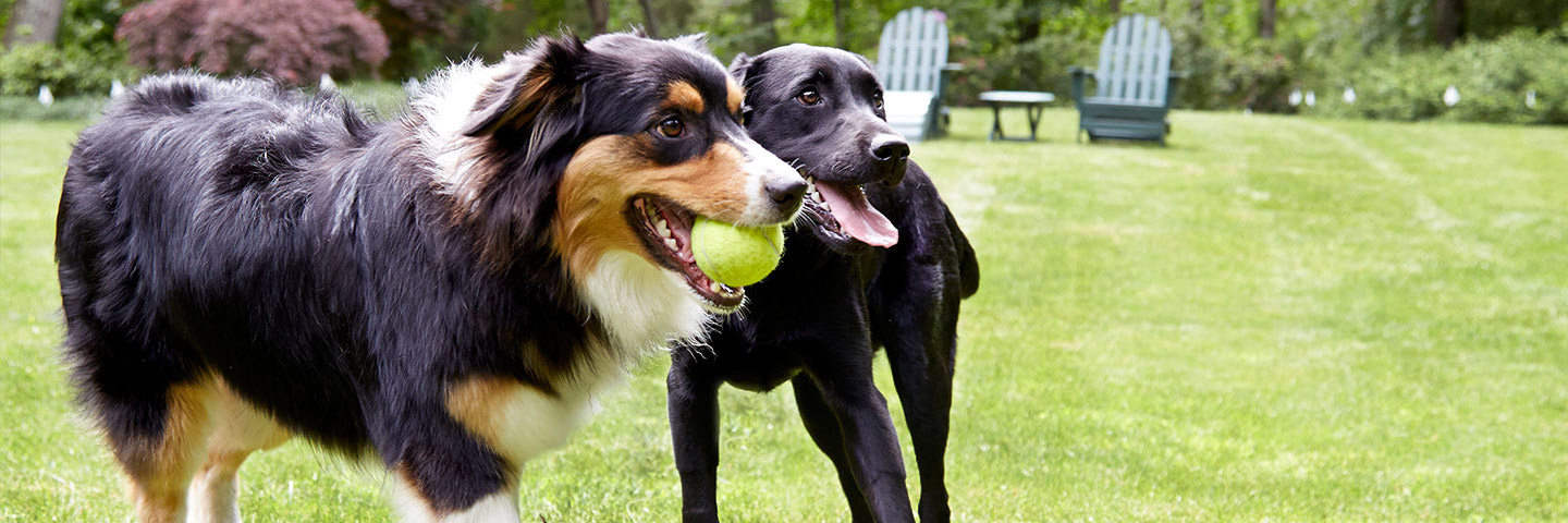 DogWatch of Winchester, Winchester, Virginia | ProFence Slider Image