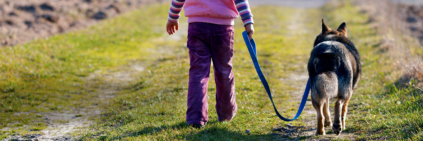 DogWatch of Winchester, Winchester, Virginia | SideWalker SW-5 Leash Trainer Slider Image