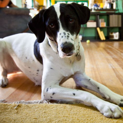 DogWatch of Winchester, Winchester, Virginia | Indoor Pet Boundaries Contact Us Image