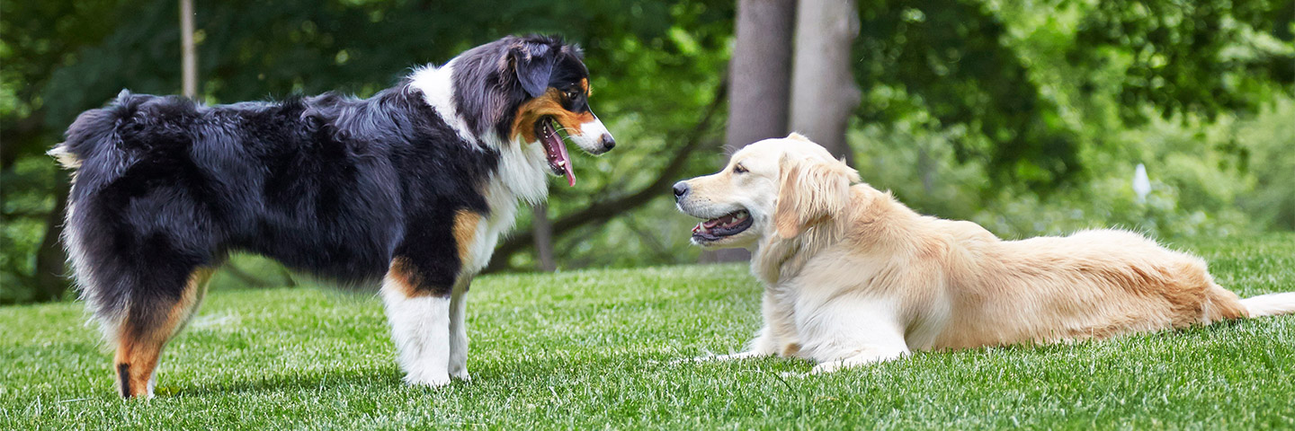 DogWatch of Winchester, Winchester, Virginia | Outdoor Hidden Dog Fences Slider Image